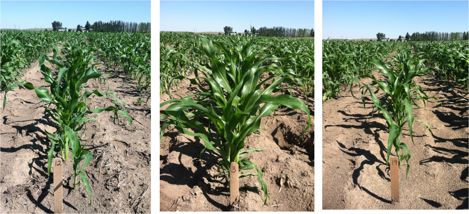 FIGURE 1.  Sweet corn plots showing a range in seedling vigor.  Plots with organic seed treatments (Treatment 12 and Treatment 19) are shown left and right, and a plot planted with a standard treatment (Treatment 3) is shown in the middle.  WA-2 location, 25 days after planting.